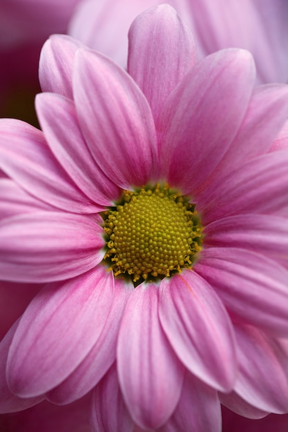 Primer plano de flor de gerbera rosa