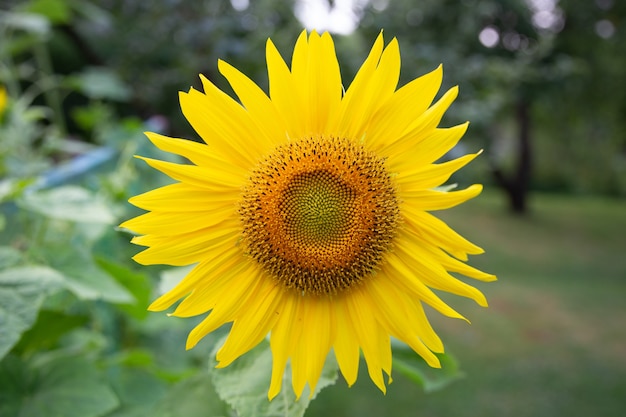 Primer plano de flor de girasol brillante