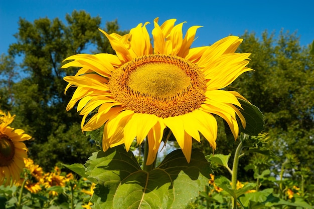 Primer plano de una flor de girasol contra el cielo Flor de girasol amarillo en el campo y cielo azul