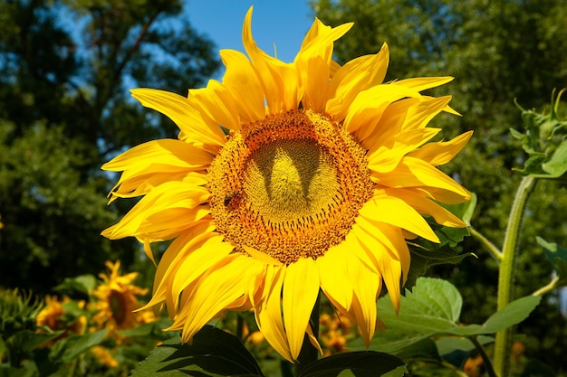 Primer plano de una flor de girasol Las flores florecen girasol amarillo en el campo de girasoles