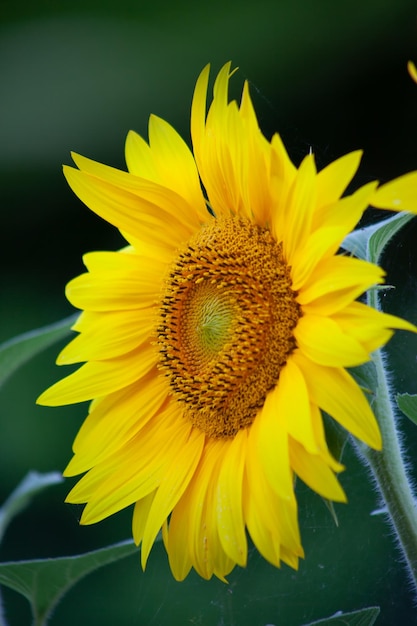 Primer plano de flor de girasol