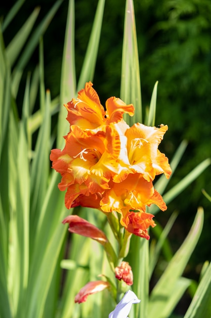 Primer plano de flor de gladiolo naranja bajo el sol de verano