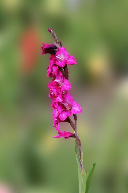 Primer plano de una flor de gladiolo violeta en un lecho de flores