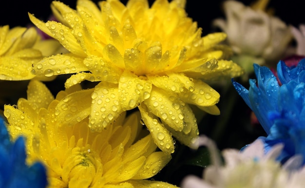 Un primer plano de una flor con gotas de lluvia sobre ella