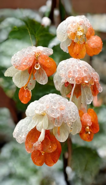 Un primer plano de una flor con gotas de lluvia sobre ella