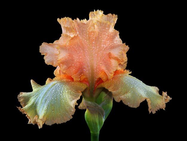 un primer plano de una flor con gotas de lluvia