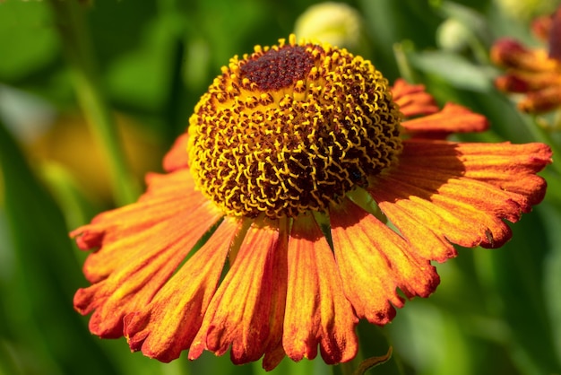 Foto primer plano de la flor de las helenas