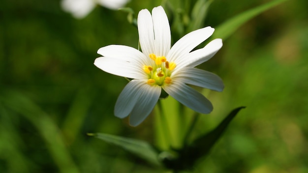 Primer plano de una flor de una hermosa flor detallada de un solo disparo