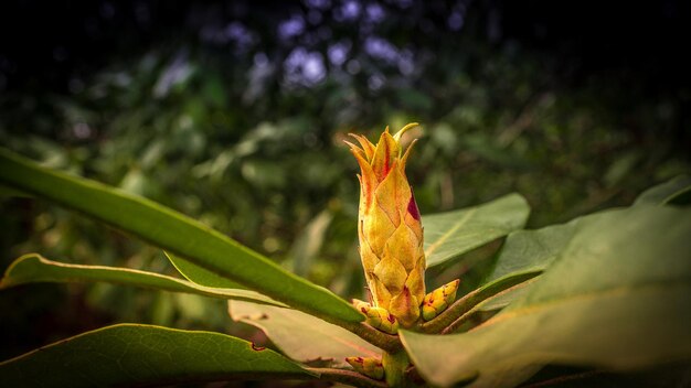 Primer plano de una flor de una hermosa flor detallada de un solo disparo