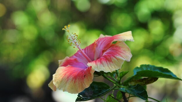 Foto un primer plano de una flor de hibisco que florece al aire libre