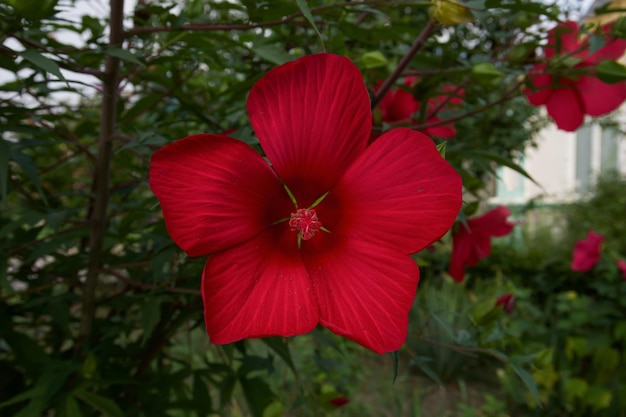 primer plano de flor de hibisco rojo en el jardín