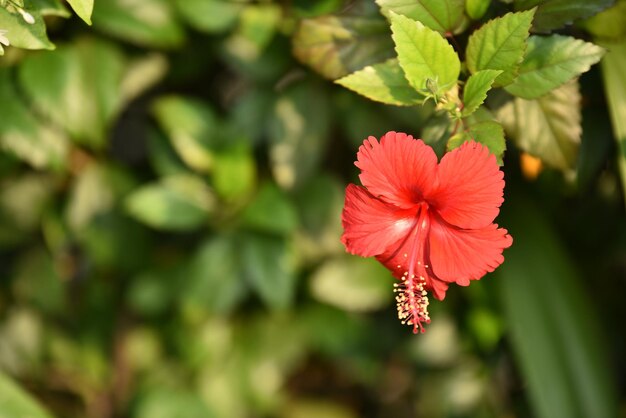 Foto un primer plano de la flor del hibisco rojo