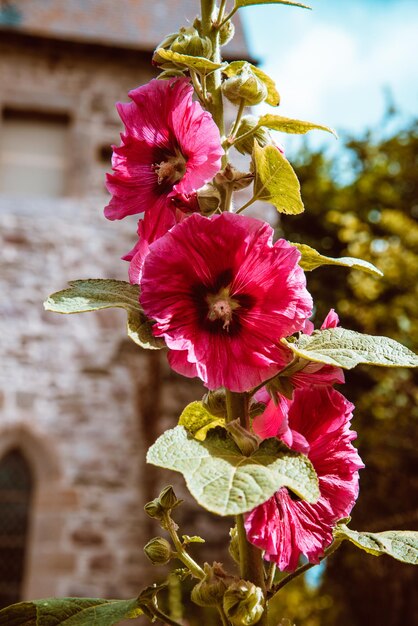 Foto un primer plano de la flor de hibisco rosado