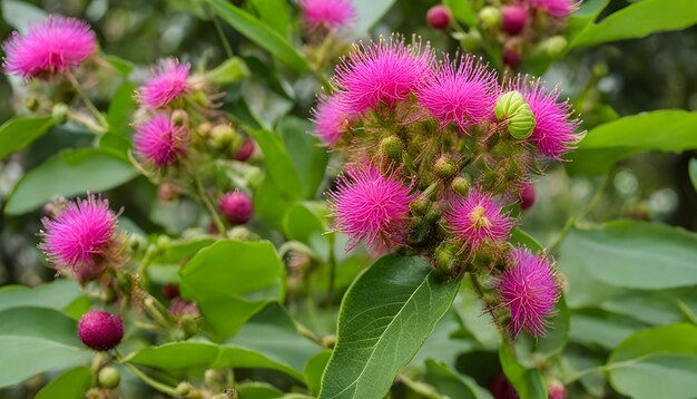 un primer plano de una flor con una hoja verde