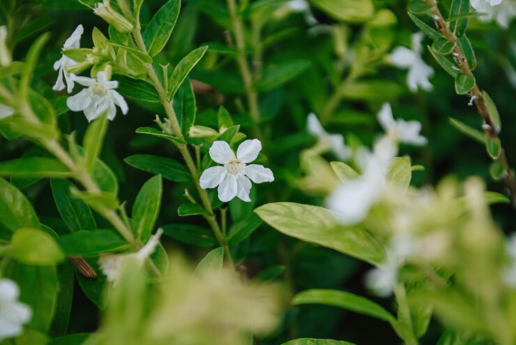Un primer plano de una flor con hojas verdes.