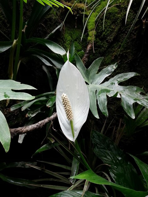 Foto primer plano de la flor y las hojas