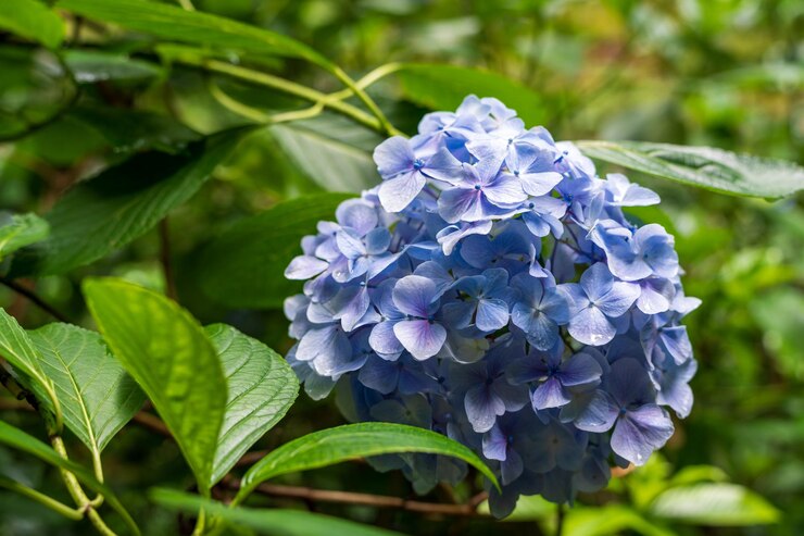 Un primer plano de una flor de hortensia azul vibrante en plena floración rodeada de hojas verdes