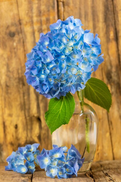 Foto primer plano de la flor de la hortensia azul