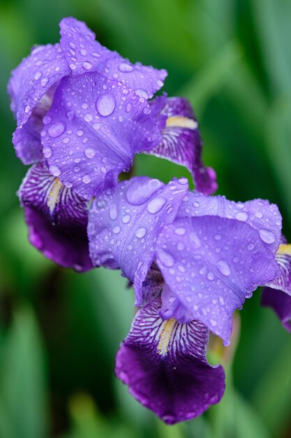 Foto primer plano de la flor húmeda del iris púrpura