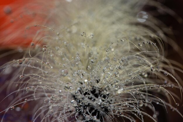 Foto primer plano de una flor húmeda