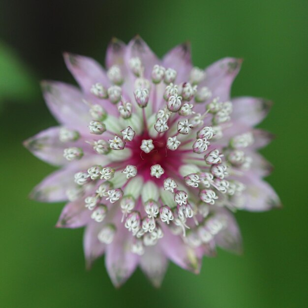 Foto primer plano de una flor húmeda