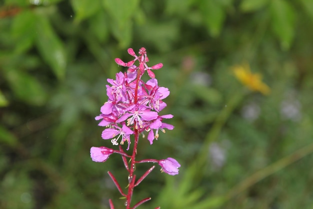 Primer plano de una flor húmeda
