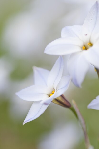 Foto primer plano de la flor de ipheion uniflorum en el parque