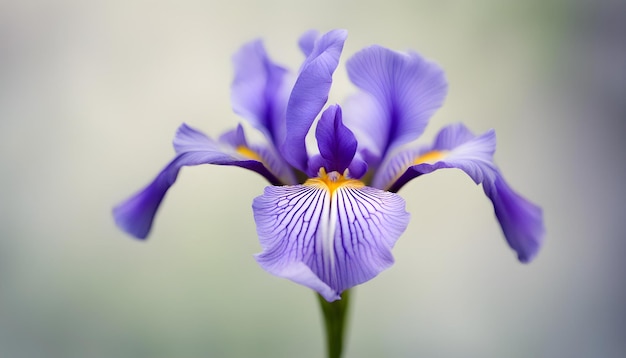 primer plano de una flor de iris con aislado con fondo suave