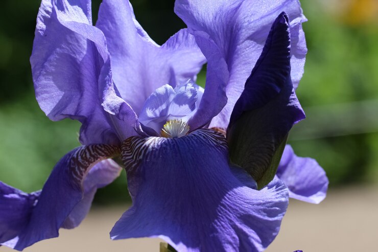 Foto primer plano de flor de iris azul con capullo sobre fondo verde borroso natural iris x hybrida