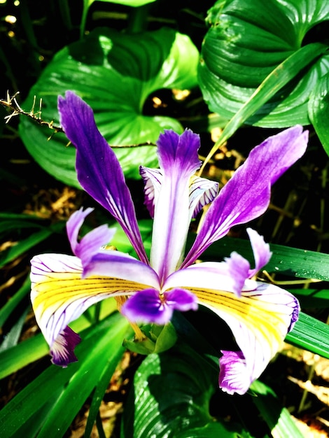 Foto primer plano de una flor de iris fresca