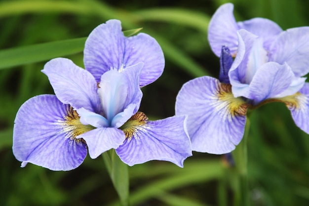 Primer plano de una flor de iris en el jardín de verano