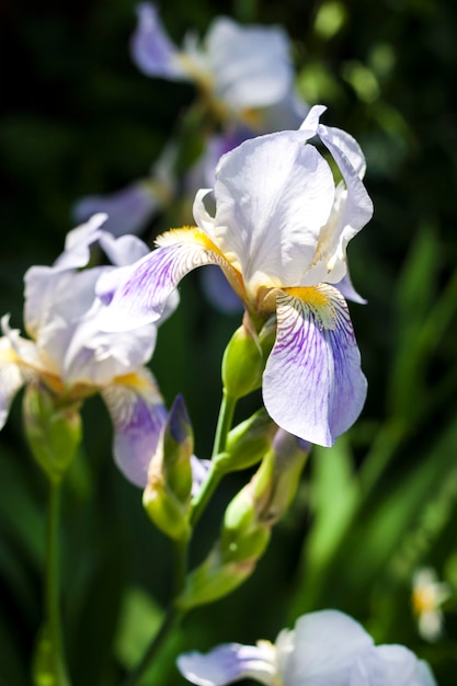 Primer plano de flor de iris en jardín verde