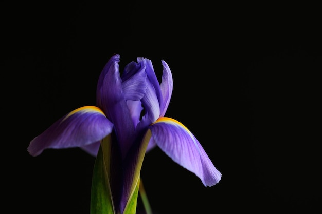 Primer plano de la flor de iris púrpura contra un fondo negro