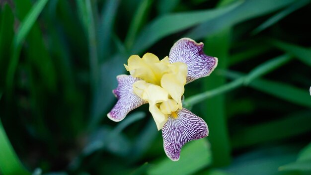 Primer plano de una flor de iris púrpura sobre un fondo verde en el jardín