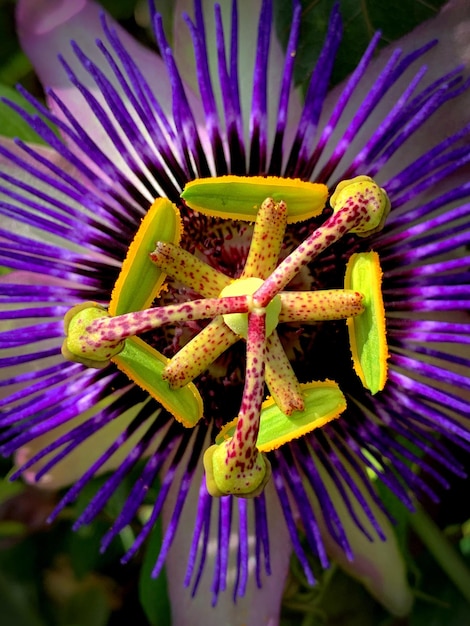 Foto primer plano de la flor del iris púrpura