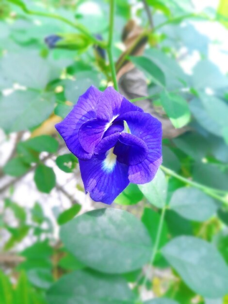 Foto primer plano de la flor del iris púrpura