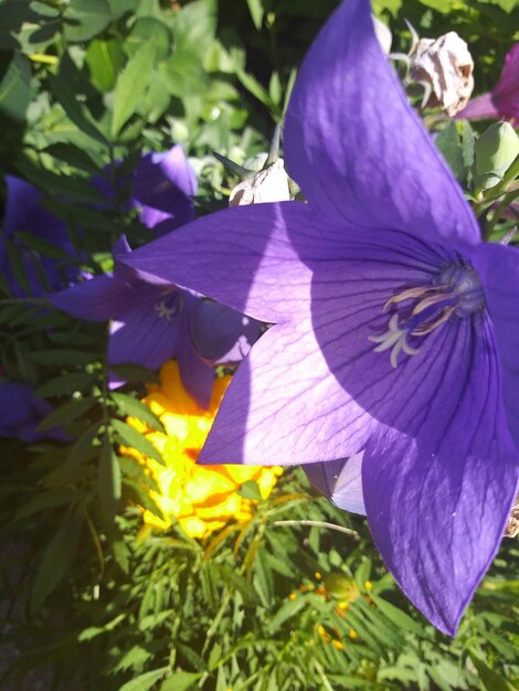 Foto primer plano de la flor del iris púrpura