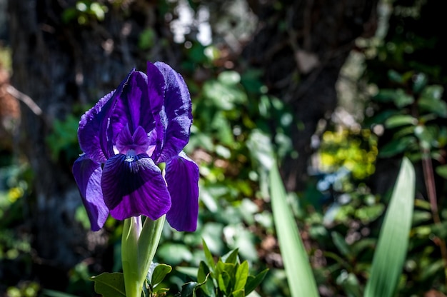 Primer plano de una flor de iris púrpura