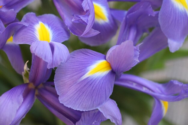 Foto un primer plano de una flor de iris púrpura