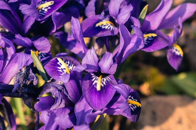 Un primer plano de una flor de iris púrpura