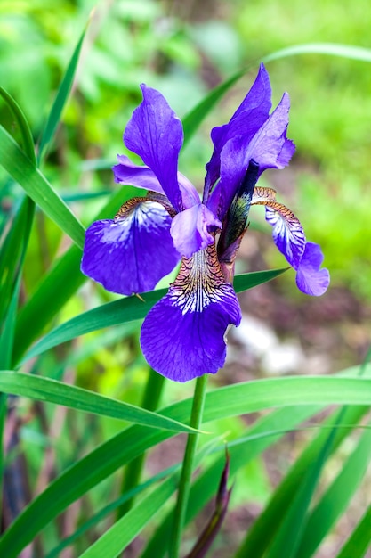 Primer plano de flor de iris siberiano azul sobre fondo verde jardín