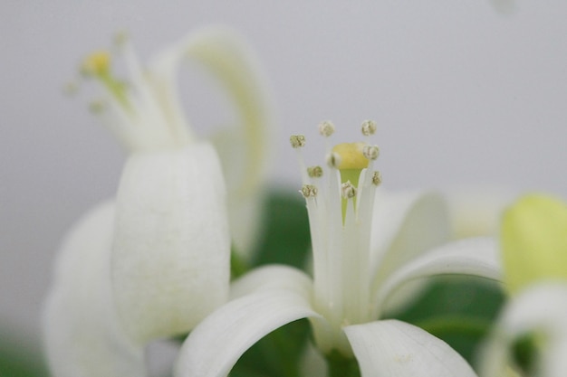 Primer plano de flor de jazmín naranja