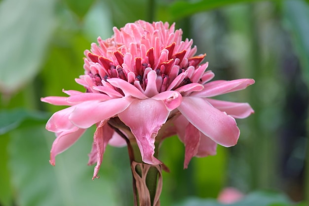 Primer plano de flor de jengibre rosa