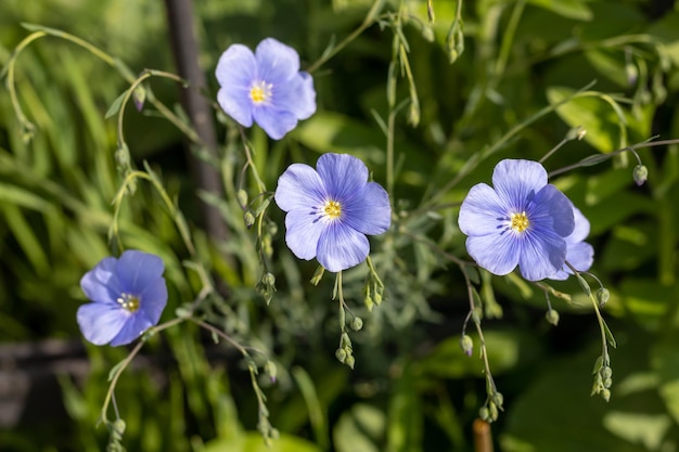 Primer plano de flor de lino azul sobre un fondo borroso