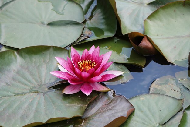 Primer plano de flor de lirio de agua rosa en el estanque | Foto Premium
