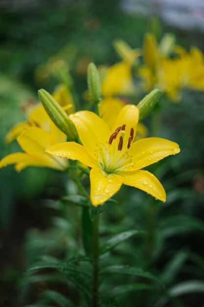 Primer plano de una flor de lirio amarillo Hemerocallis también se llama Lemon Lily Yellow Daylily Hemerocallis flavaNatural background Una flor en el jardín después de la lluvia