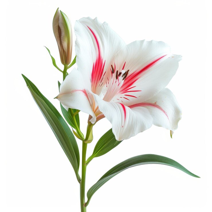 Primer plano de flor de lirio el arte del ikebana aislado sobre un fondo blanco