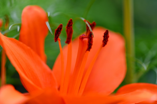 Primer plano de una flor de lirio naranja.