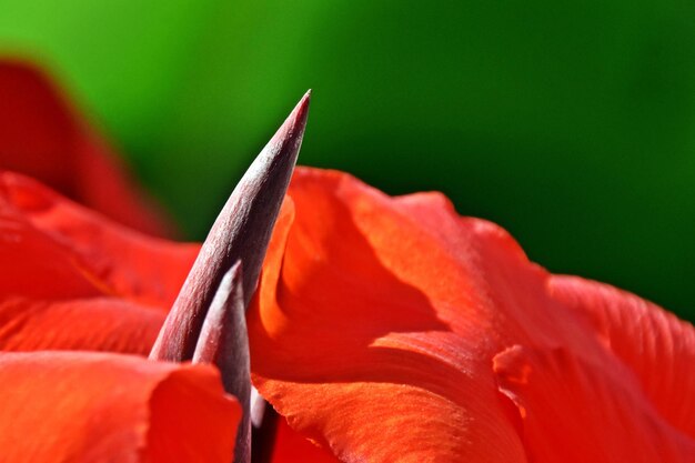 Foto un primer plano de una flor de lirio rojo en el sol