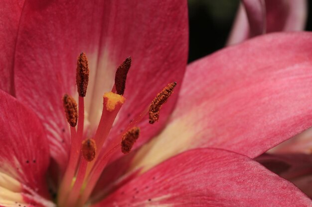 Primer plano de una flor de lirio rojo